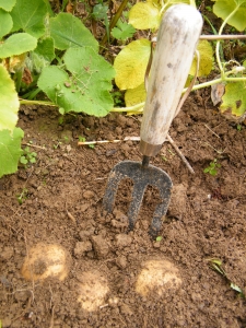 Digging potatoes